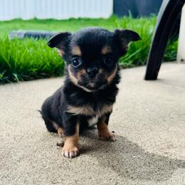 Theo - Black and tan male Chihuahua puppy in Dayton, Ohio from Petite Pups