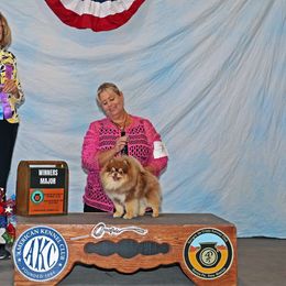 Maverick - Pomeranian