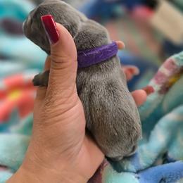 Princess Sophia - Blue female French Bulldog puppy in Avondale, Arizona from Montes House of  Frenchies