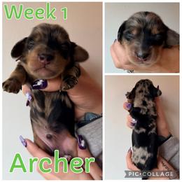 Archer - Dapple male Dachshund puppy in Michigan from M.H.P Dachshunds