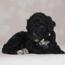 Perdy - Black female Goldendoodle puppy in Guthrie, Oklahoma from Edmond Doodles, LLC