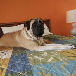 Mastiff All Grown Up from Rosehill Mastiffs