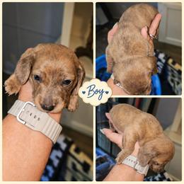 Tank - Dapple male Dachshund puppy in Strong, Arkansas from Dachshunds R Us