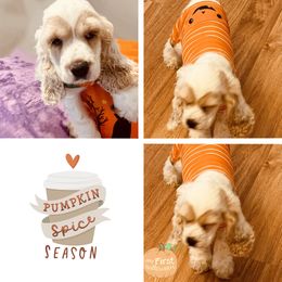 Cocker Spaniel Puppies from Angelic Cocker’s