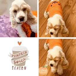 Cocker Spaniel Puppies from Angelic Cocker’s