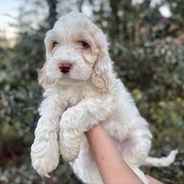 Sandy - Cream female Cockapoo puppy in Tallahassee, Florida from Panhandle Pups