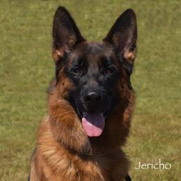 Jericho - German Shepherd