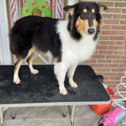 Nova - Collie