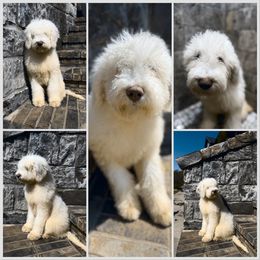 Belgian - Cream Goldendoodle puppy in Fayetteville, Arkansas from Silver Hill Farm