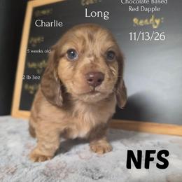 Charlie - Dapple male Dachshund puppy in Hoquiam, Washington from Heyd's Mini Dachshunds
