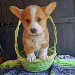 Sam Noonan - Red male Pembroke Welsh Corgi puppy in Fortine, Montana from North Star Pembroke Welsh Corgi's