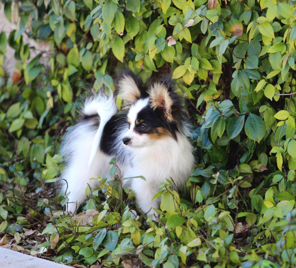 Blazen Papillons in Texas | Papillon puppies | Good Dog