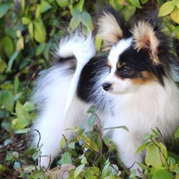 Papillons from Blazen Papillons