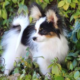 Papillons from Blazen Papillons