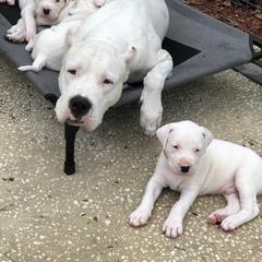 Dogo Argentino and Greyhound Puppies from Wayward Dogos and Hounds