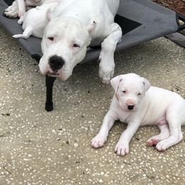 Dogo Argentino and Greyhound Puppies from Wayward Dogos and Hounds