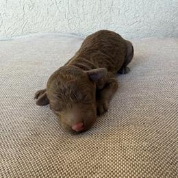 Hugo - Brown male Poodle puppy in Tucson, Arizona from Desert Doodles + Poodles
