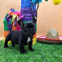Baby Boy - Black male French Bulldog puppy in Wisconsin from Shameless Bulldogs LLC