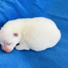 Cooper - White male Pomeranian puppy in Lyons, Georgia from Its a Poms Life Kennel