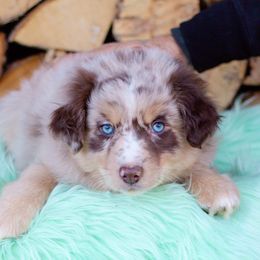 Border Collie, Miniature American Shepherd, and Miniature Australian Shepherd Puppies from Greenbriar Hills