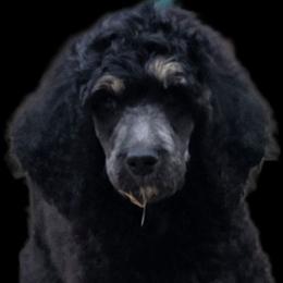Pax - Phantom male Poodle puppy in New York from Powder Puff Poodles