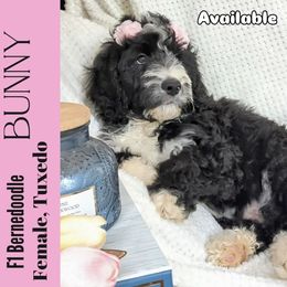 Bunny - Black and white female Bernedoodle puppy in Shiloh, Georgia from Doodle Mountain