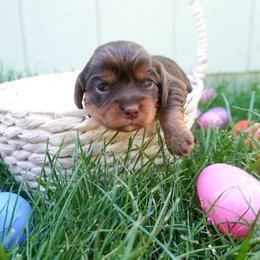 Papaya - Chocolate female Cavalier King Charles Spaniel puppy in Nampa, Idaho from Heart Mountain Cavaliers & Floating Feathers Kennel