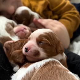 Cavalier King Charles Spaniel puppies from Queen Cavaliers