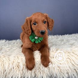 Sage - Red female Companion Cross puppy in Utah County, Utah from Big Hearted Breeders