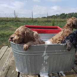 Labradoodle Puppies from Sakura Pups