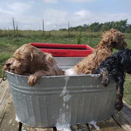 Labradoodle Puppies from Sakura Pups