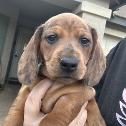 Dachshund Puppies from BZ’s Pupperoni Fractory
