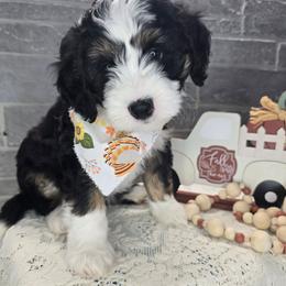 Jackson - Tri-color male Bernedoodle puppy in Boaz, Alabama from Lovin' Doodles