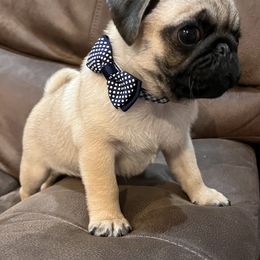 Pug Puppies from Garrick’s Precious Pugs