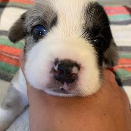 Cardigan Welsh Corgi Puppies from Rockin’ Y Corgis