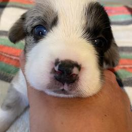 Cardigan Welsh Corgi Puppies from Rockin’ Y Corgis