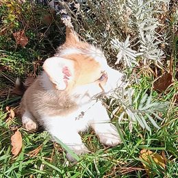 Pumpkin - Sable female Pembroke Welsh Corgi puppy in Ellensburg, Washington from Faery Mount Farm