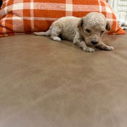 Oakley - Cream male Poodle puppy in Chesnee, South Carolina from Megan’s Spoiled Standards