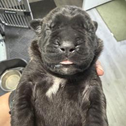 Cane Corso Puppies from CANE CORSO DI DROGHEDA