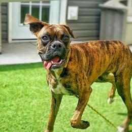 Zara - Boxer
