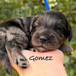 Gomez - Blue merle male Aussiedoodle puppy in Mulino, Oregon from Korbella Farm