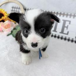 Clank - Black and white male Cardigan Welsh Corgi puppy in San Diego ,Ca, California from SoCal Native Corgis