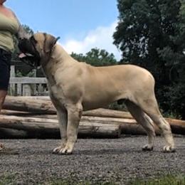 Mastiff puppies from Riddermark kennel