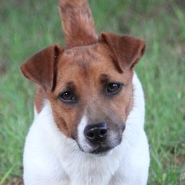 Whistle - Russell Terrier