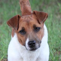 Whistle - Russell Terrier