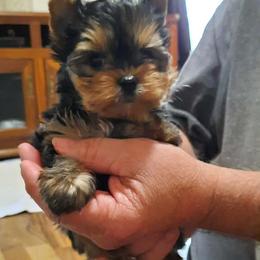 Angel - Black and gold female Yorkshire Terrier puppy in Dayton, Ohio from Little Yorkie Babies
