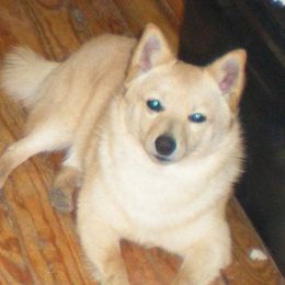 Scout - Schipperke