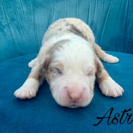 Astro - Red merle male Miniature Australian Shepherd puppy in Sandy Hook, Kentucky from RidgeTop Aussies