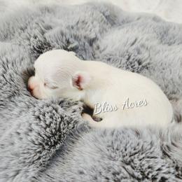 Boy 1 - Cream and white male Chihuahua puppy in Ponca City, Oklahoma from Bliss Acres Farm