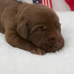 Gray - Chocolate female Labrador Retriever puppy in Heath Springs, South Carolina from Rich Hill Retrievers